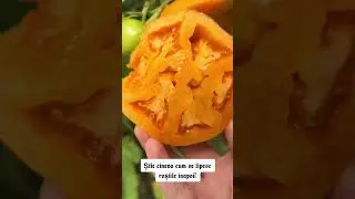 #seminte1 #seminterosii #rosiigigant #tomato #delicious #bio #semintelegume #gradina #agricultura