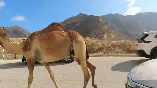 Oman - Camels in the Desert