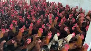 Brindhavan Country Chicken 81231155879148839940