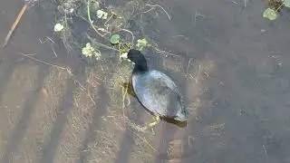 American Coot has Long Greenish Yellow Feet & Consumes Vegetation at Orlando Wetlands! Christmas