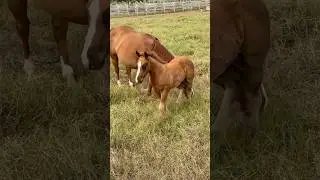 Olha ele a&iacute; de novo potro quarto de milha gen&eacute;tica de qualidade!🐎🐎❤️👏🏻👏🏻🤩🇧🇷😍🫶