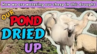 This drought dried up our water source for the sheep and goats!!!
