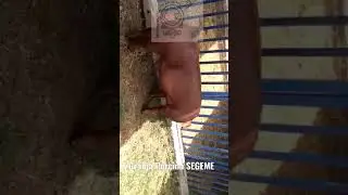 Semental Porcino Duroc Puro
