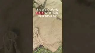 Bao bố phủ đất,phủ gốc c&acirc;y hạn chế cỏ mọc ☎️0916510925-0903864149 Zalo #baobo#thambaobo#baobobetong