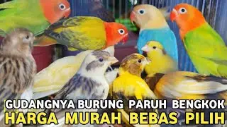 RATUSAN EKOR PARBENG || CUMA ADA DIKIOS INI HARGA MURAH BEBAS PILIH WARNA DAN KELAMIN DI PB PRAMUKA
