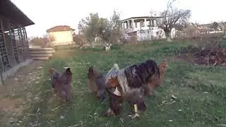 Brahma BSO