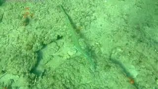 Flute fish