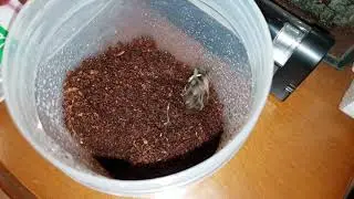 Death roll feeding of a Lycosidae, Tasmanicosa spp ( wolfspider ) - Sydney, Australia