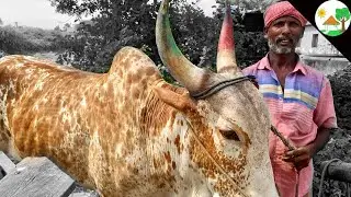 INDIAN NATIVE BREED Semmarai - Bargur /  how to shoe a bull /காளை வளர்ப்பு / நாட்டு மாடு ஏர் உழுதல்