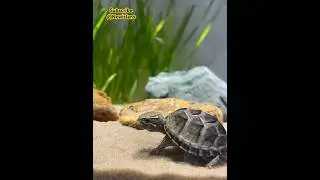 That's how funny stinkpotsaurus's behavior is 🤣 #turtle #cute #fyp #shorts