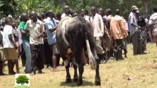 Uganda Ekkula:Omuzannyo gw'okulwanisa ente
