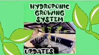 Hydroponic Growing System Updates