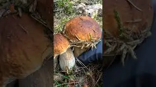 Picking porcini mushrooms #mushroom #porcini #boletus #viralvideo #shorts #youtubeshorts