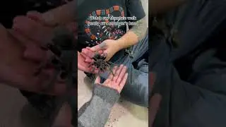 Brazilian Black tarantula walking on a stranger&rsquo;s hand 😱🕷