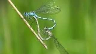 Common Azure BLUE DAMSELFLY - Tandem Mating