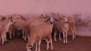 اللهم صل وسلم وبارك على سيدنا محمد وعلى آله وصحبه وسلم خروف عيد الأضحى 2026 ان شاء الله  