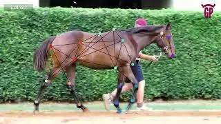 EXCEEDANCE x MADOTTI - Colt