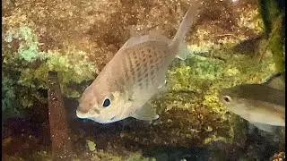 イトヒキサギ　Whipfin silver-biddy　Gerres filamentosus