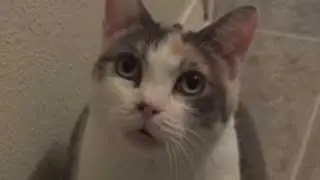 Calico cat won't stop meowing in the bathroom!