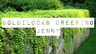 Goldilocks Creeping Jenny-A living mulch & baby toads! #creepingjenny #moneywort #livingmulch #toads