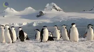 ❄ Snowy Landscape Relaxation with tranquil music ❄