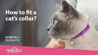 How To Fit a Cat's Collar