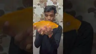 I released a big size golden fish from my house #aquarium #bigfish #guppy #mollyfish #petsvlog