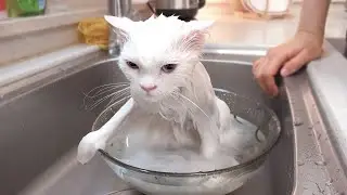 크집사네 고양이 흑역사 대방출