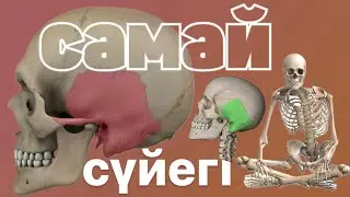 Самай сүйегі | Тасты бөлігі | Қабыршақты | Дабыл | Os temporale |