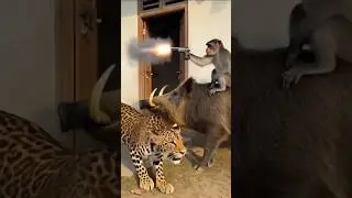 Cheetah, don&rsquo;t go catch monkeys anymore #monkey #shorts