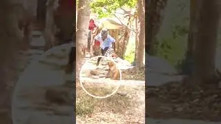 dog prank video  | animal prank video  | #prank  #animalprank