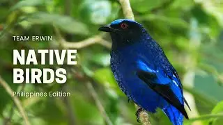 10 Native Birds in the Philippines