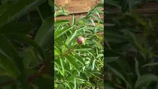 Peony in Alaska 🍃 #Alaska #flowers