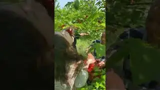 Eating fruit at garden / Best video every day #332