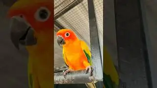 Sun conure parrot bird sound #sunconure #shorts