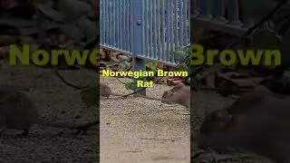 Rats in Washington DC : Norwegian Brown Rat #animals #jamesberberichfilms #washingtondc #rat