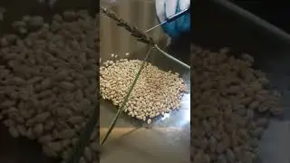 الحل الوحيد لمرض التفحم في القمح (العلاج)