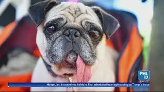Heat waves: Keeping pets safe in dangerous high temperatures | PHL17 Morning News