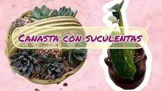 #Canasta con suculentas y cambiamos de maceta a jose buono