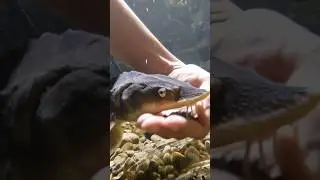 Обновление данных о росте популяции бриллиантового осетра!