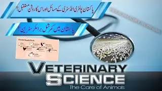 Pakistan Poultry industry/Future of Pakistan Poultry Industry