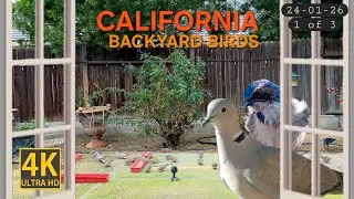 Bird TV 4K Surround Sound | Peaceful California Backyard View