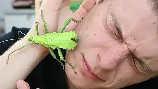UN INSECTE UN PEU DANGEREUX ! - EUBLEPHARIS
