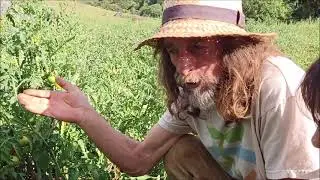 Tomate Tigerella et mildiou. lepotagerdesante. com