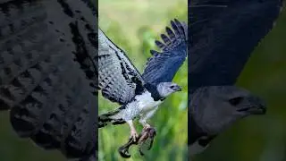 Why the Harpy Eagle is the Scariest Bird