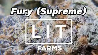 LIT Farms - Fury THCa Flower Strain Review & Nug Shots