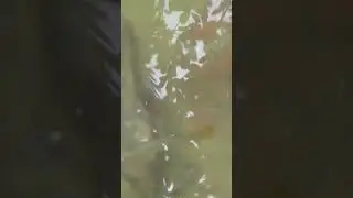 Tiny Country Fish in Water #SHORTS