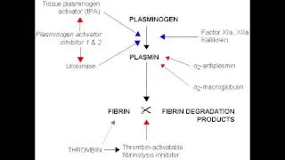 Fibrinolysis - Anticoagulation Pathway