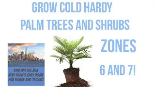 Grow Palms outdoors in cold climate Zone 6. Cold Hardy Palms. Chinese windmill palms
