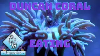 Duncan coral eating